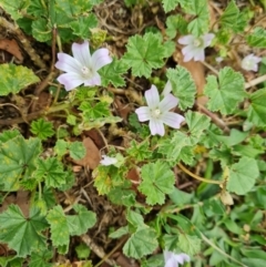 Malva neglecta (Dwarf Mallow) at Commonwealth & Kings Parks - 8 Jan 2021 by Mike