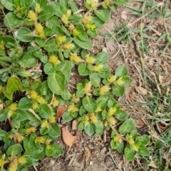 Alternanthera pungens (Khaki Weed) at Commonwealth & Kings Parks - 8 Jan 2021 by Mike