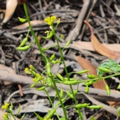 Rorippa palustris (Marsh Watercress) at Mount Ainslie to Black Mountain - 8 Jan 2021 by Mike