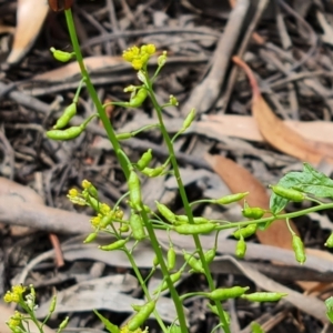 Rorippa palustris at Parkes, ACT - 8 Jan 2021