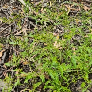 Rorippa palustris at Parkes, ACT - 8 Jan 2021