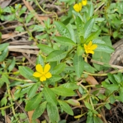 Ludwigia peploides subsp. montevidensis (Water Primrose) at Commonwealth & Kings Parks - 8 Jan 2021 by Mike