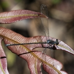 Austroargiolestes icteromelas (Common Flatwing) at Acton, ACT - 6 Jan 2021 by WHall