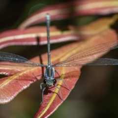 Austroargiolestes icteromelas at Acton, ACT - 6 Jan 2021