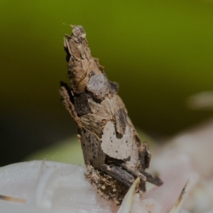 Psychidae (family) IMMATURE at Acton, ACT - 6 Jan 2021