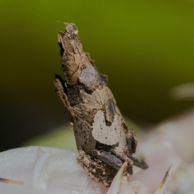 Psychidae (family) IMMATURE (Unidentified case moth or bagworm) at ANBG - 6 Jan 2021 by WHall
