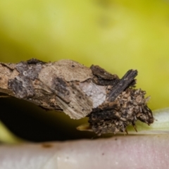 Psychidae (family) IMMATURE at Acton, ACT - 6 Jan 2021