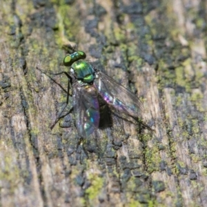 Dolichopodidae (family) at Acton, ACT - 6 Jan 2021 12:55 PM