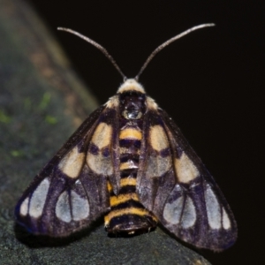 Amata (genus) at Acton, ACT - 6 Jan 2021