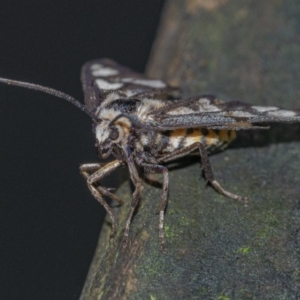 Amata (genus) at Acton, ACT - 6 Jan 2021