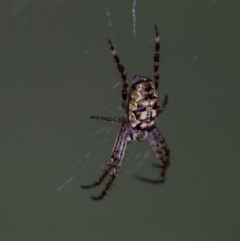 Plebs eburnus (Eastern bush orb-weaver) at ANBG - 6 Jan 2021 by WHall