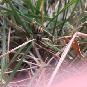 Entomophthora sp. (genus) at Curtin, ACT - 1 Jan 2021