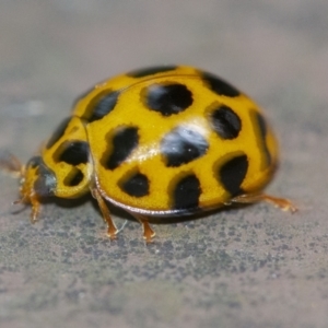 Harmonia conformis at Acton, ACT - 6 Jan 2021 01:36 PM