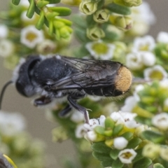 Megachile ferox (Resin bee) at Acton, ACT - 6 Jan 2021 by WHall