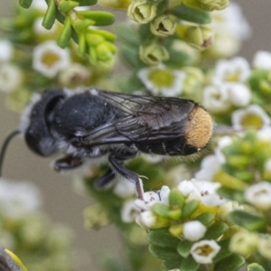 Megachile ferox at Acton, ACT - 6 Jan 2021