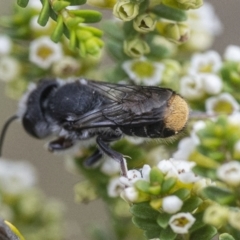 Megachile ferox (Resin bee) at Australian National University - 6 Jan 2021 by WHall