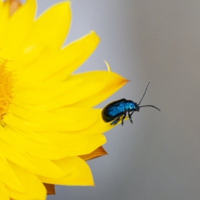 Altica sp. (genus) (Flea beetle) at ANBG - 6 Jan 2021 by WHall