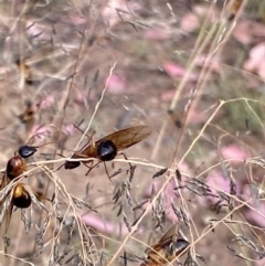 Camponotus consobrinus (Banded sugar ant) at Yarralumla, ACT - 3 Jan 2021 by RAllen