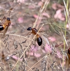 Camponotus consobrinus at Yarralumla, ACT - 3 Jan 2021