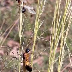 Camponotus consobrinus at Yarralumla, ACT - 3 Jan 2021