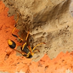 Sceliphron laetum (Common mud dauber wasp) at Wodonga, VIC - 7 Jan 2021 by KylieWaldon