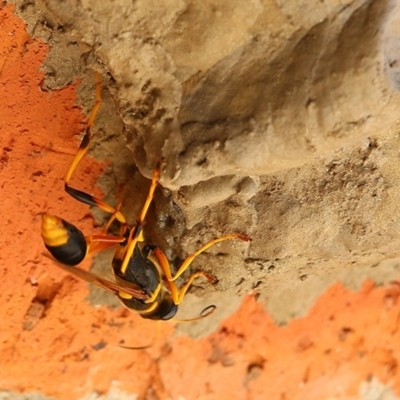 Sceliphron laetum (Common mud dauber wasp) at Wodonga, VIC - 7 Jan 2021 by KylieWaldon