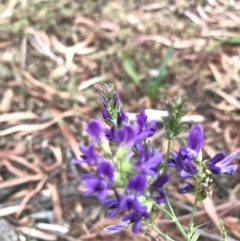 Medicago sativa (Lucerne, Alfalfa) at Phillip, ACT - 7 Jan 2021 by Tapirlord