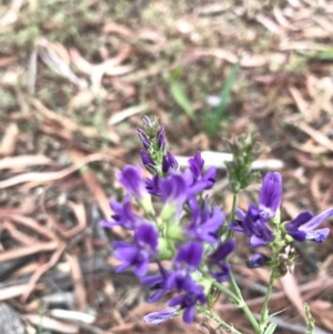 Medicago sativa at Phillip, ACT - 7 Jan 2021