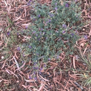 Medicago sativa at Phillip, ACT - 7 Jan 2021