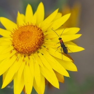 Ichneumonidae (family) at Acton, ACT - 6 Jan 2021 02:12 PM