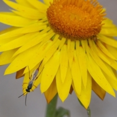 Ichneumonidae (family) at Acton, ACT - 6 Jan 2021 02:12 PM