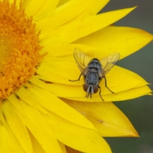 Tachinidae (family) at Acton, ACT - 6 Jan 2021 02:13 PM