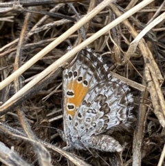 Lucia limbaria (Chequered Copper) at Curtin, ACT - 28 Dec 2020 by RAllen