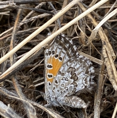 Lucia limbaria (Chequered Copper) at Curtin, ACT - 29 Dec 2020 by RAllen