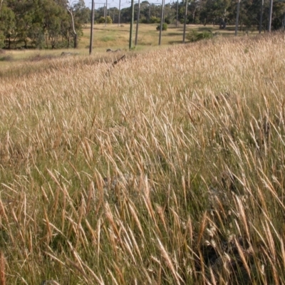 Austrostipa densiflora (Foxtail Speargrass) at Hackett, ACT - 15 Dec 2005 by waltraud