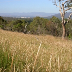 Austrostipa densiflora at Hackett, ACT - 15 Dec 2005