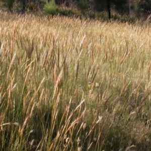 Austrostipa densiflora at Hackett, ACT - 15 Dec 2005