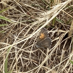 Lucia limbaria (Chequered Copper) at Yarralumla, ACT - 28 Dec 2020 by RAllen