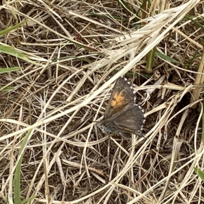 Lucia limbaria (Chequered Copper) at Yarralumla, ACT - 28 Dec 2020 by RAllen