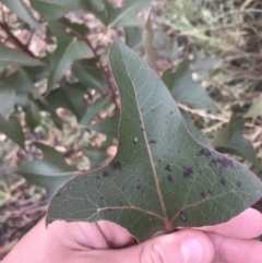 Brachychiton populneus subsp. populneus (Kurrajong) at Mount Taylor - 7 Jan 2021 by Tapirlord