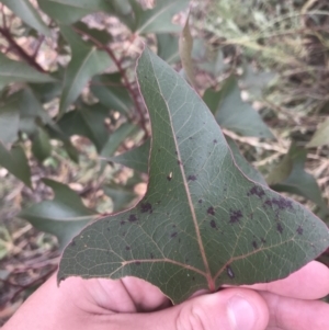 Brachychiton populneus subsp. populneus at Chifley, ACT - 8 Jan 2021 10:17 AM