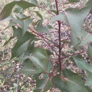 Brachychiton populneus subsp. populneus at Chifley, ACT - 8 Jan 2021 10:17 AM