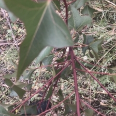 Brachychiton populneus subsp. populneus at Chifley, ACT - 8 Jan 2021