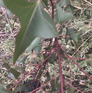 Brachychiton populneus subsp. populneus at Chifley, ACT - 8 Jan 2021