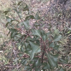 Brachychiton populneus subsp. populneus at Chifley, ACT - 8 Jan 2021