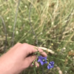 Linum marginale (Native Flax) at Tuggeranong DC, ACT - 8 Jan 2021 by Tapirlord