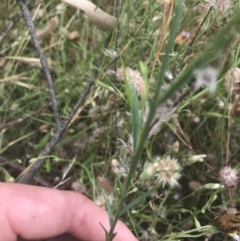 Linum marginale at Tuggeranong DC, ACT - 8 Jan 2021 10:21 AM