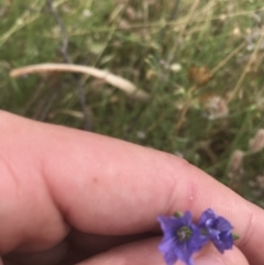 Linum marginale at Tuggeranong DC, ACT - 8 Jan 2021 10:21 AM