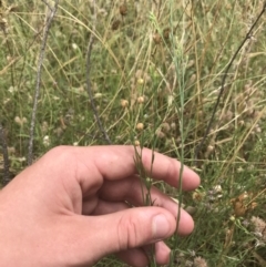 Linum marginale at Tuggeranong DC, ACT - 8 Jan 2021 10:21 AM