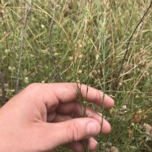 Linum marginale at Tuggeranong DC, ACT - 8 Jan 2021